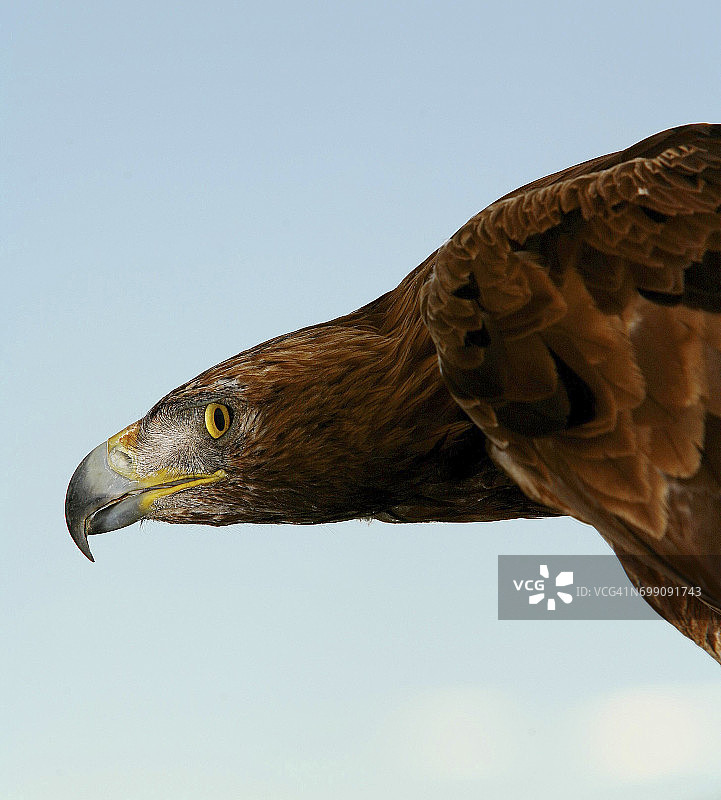 蒙弗拉格国家公园的金雕图片素材