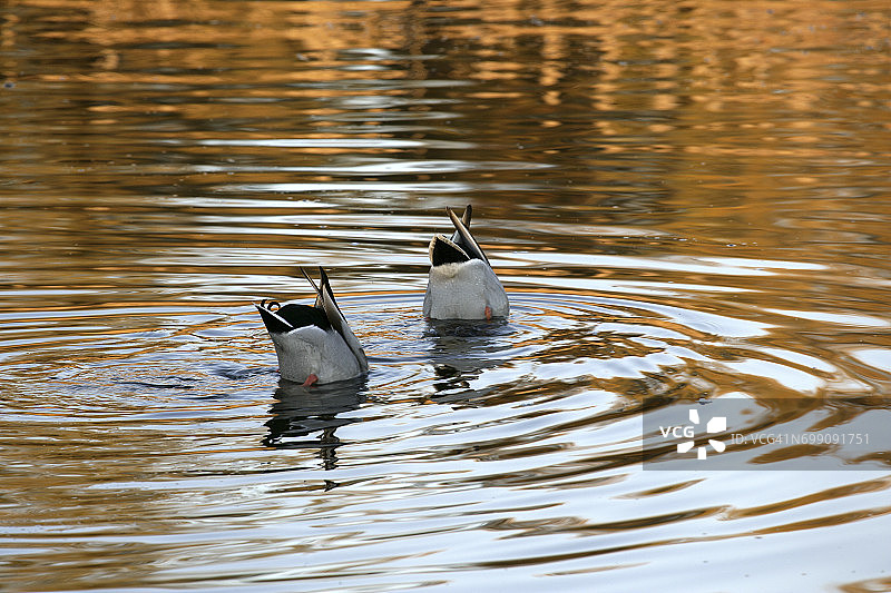 多尼亚纳国家公园的绿头鸭图片素材