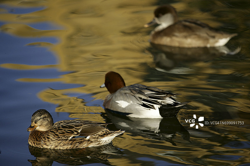多尼亚纳国家公园的绿头鸭图片素材
