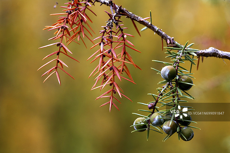 瓜达拉哈拉的杜松及其果实图片素材