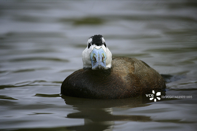 通常在西班牙和北非发现的白头硬尾鸭图片素材