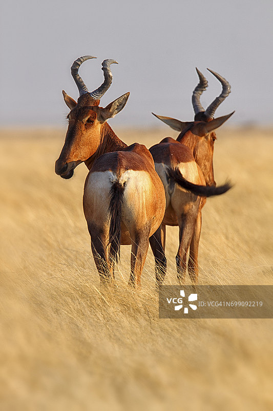 柯氏狷羚，埃托沙国家公园，纳米比亚图片素材