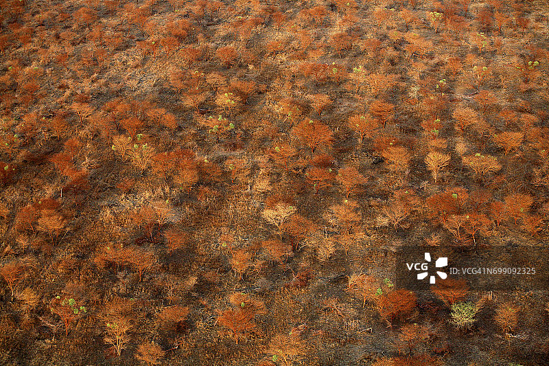 乍得扎库马国家公园的塞亚尔金合欢森林图片素材