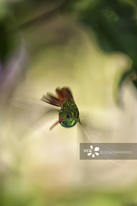 红尾蜂鸟在厄瓜多尔吸食花蜜图片素材