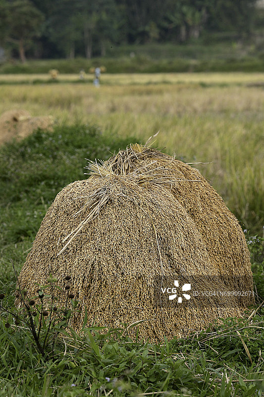 苏拉威西岛塔纳托拉查的印度尼西亚稻农图片素材