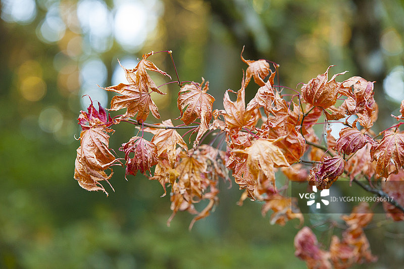 藤枫树上干枯的彩色叶子图片素材