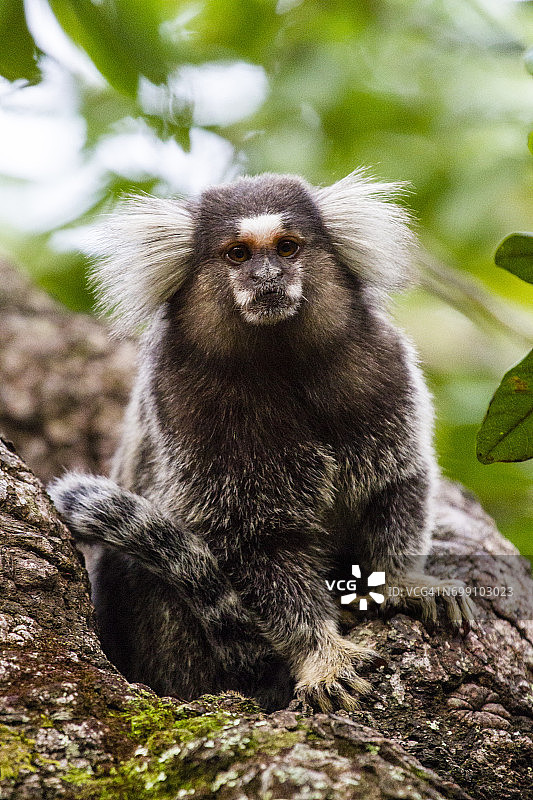 阿布拉昂镇的白簇耳狨猴肖像图片素材