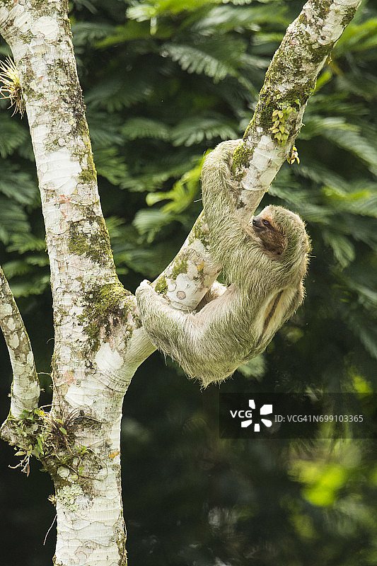 科斯达黎加的树懒图片素材