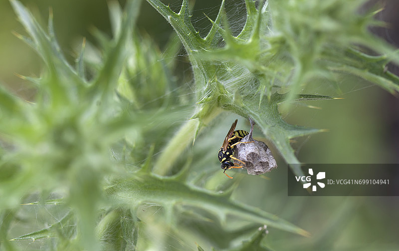 在西班牙安达卢西亚卡迪斯山脉的普拉多德雷伊，一只黄蜂守护着它的巢穴图片素材
