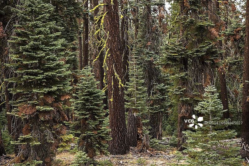 美国加州优胜美地国家公园的森林中的树木图片素材