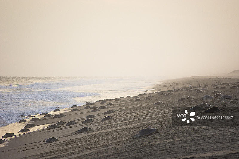 墨西哥瓦哈卡州的巨型海龟产卵图片素材