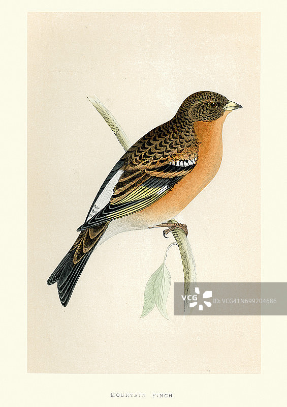 自然历史——鸟类——高山雀图片素材