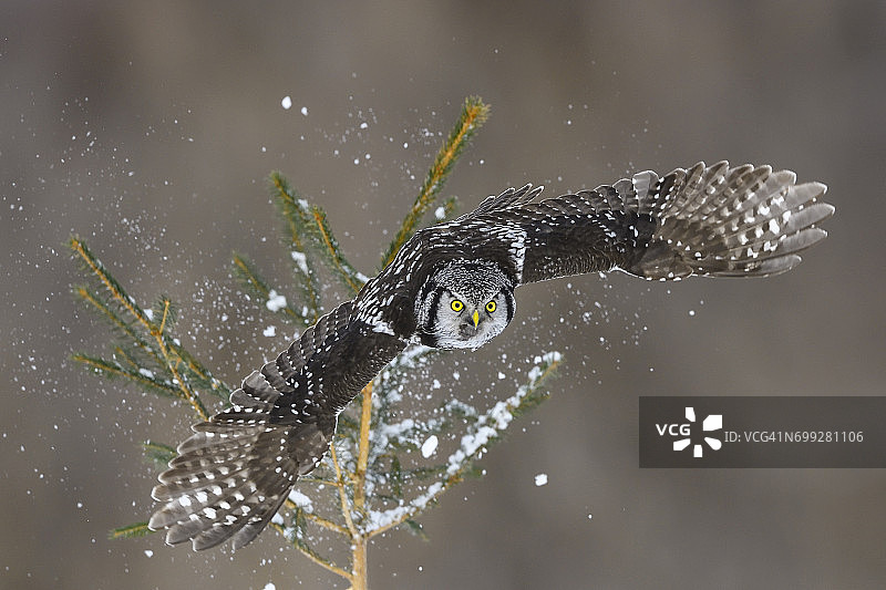 飞行中的北方猛鹗稀有鸟类图片素材