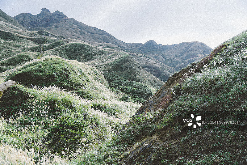 金瓜石的芒草谷图片素材
