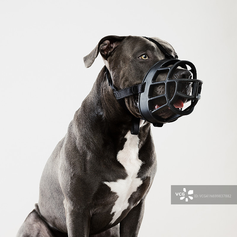 戴着口套的比特犬图片素材