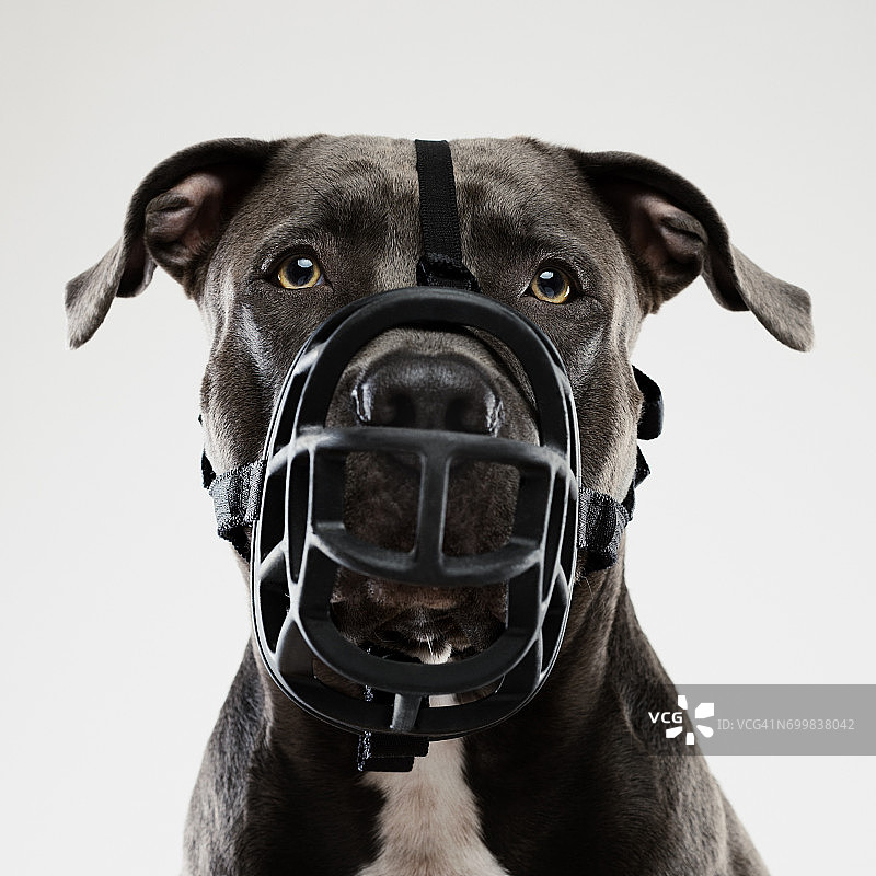 戴着口套的斗牛犬摆姿势图片素材