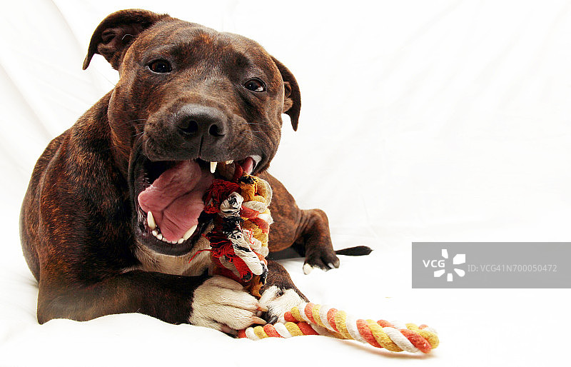 狗狗玩具图片素材