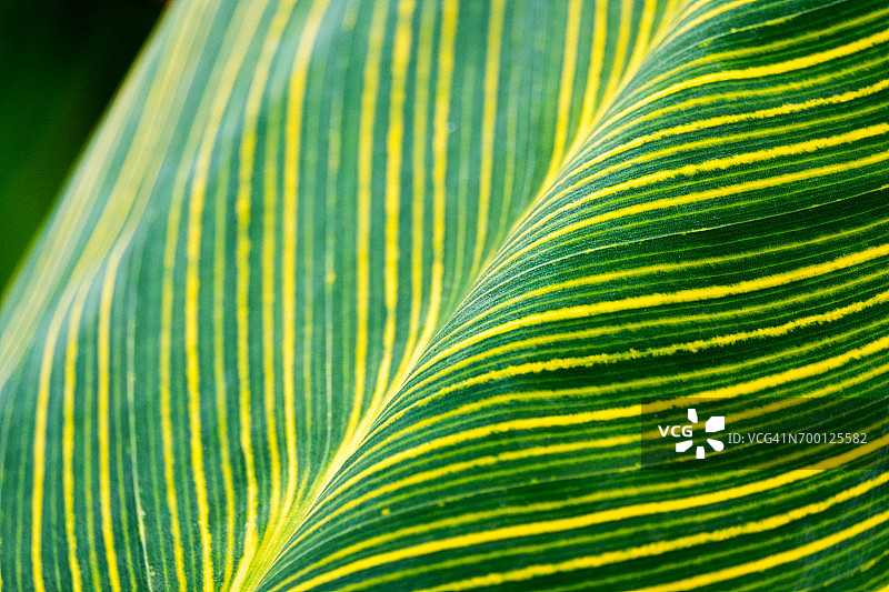 绿色植物-杂色叶子图片素材