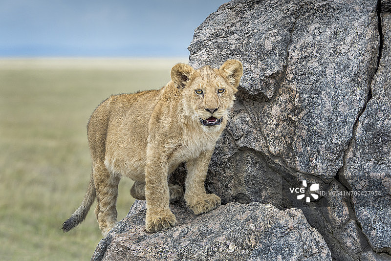 小狮子肖像图片素材