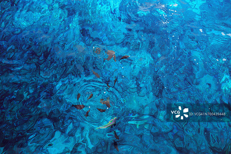 鱼在海中游动图片素材