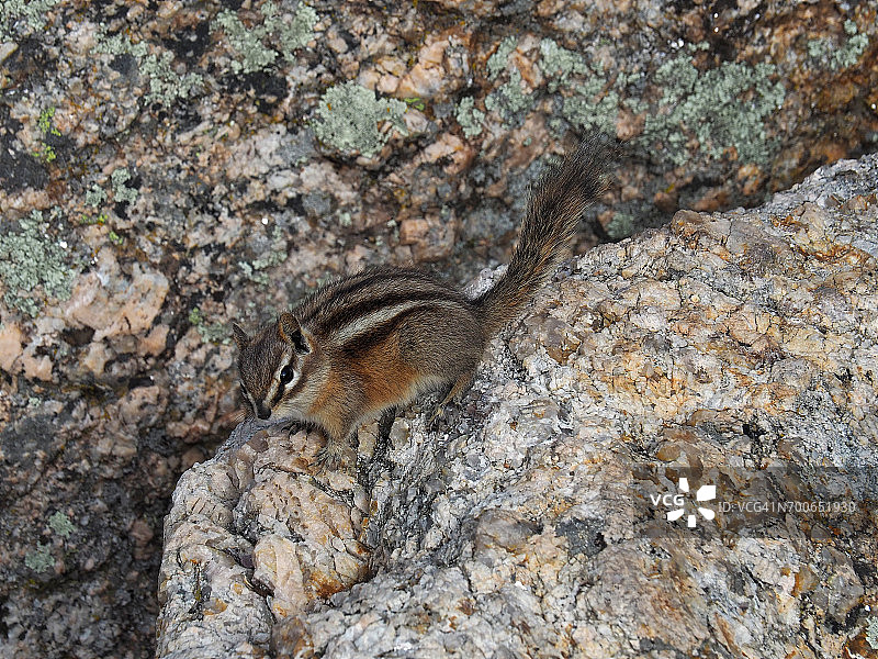 小花栗鼠图片素材