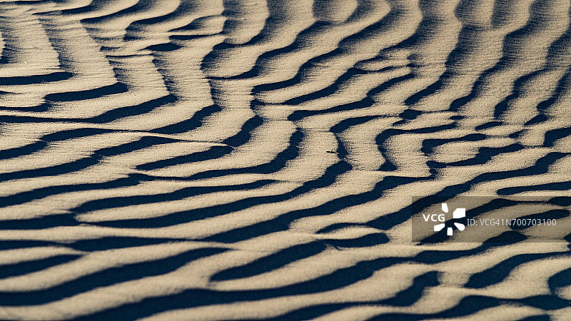 伊朗中部沙漠卡维尔沙漠中的一株小草图片素材