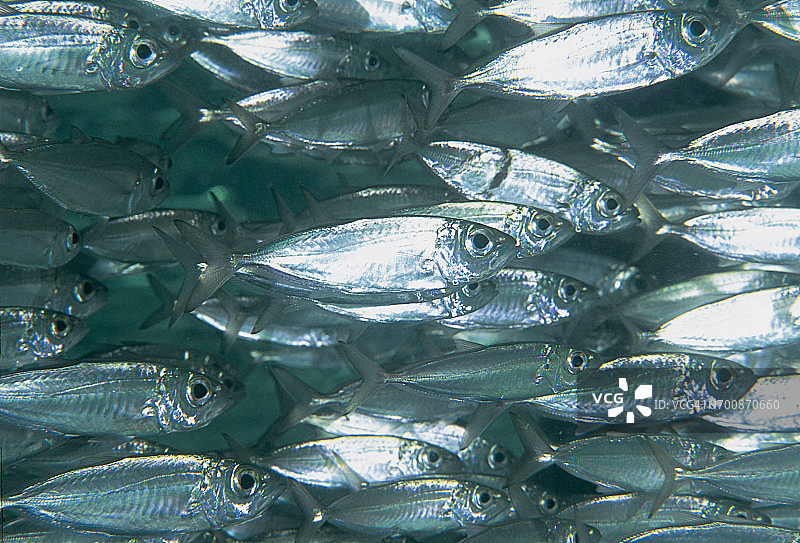 大眼竹荚鱼图片素材