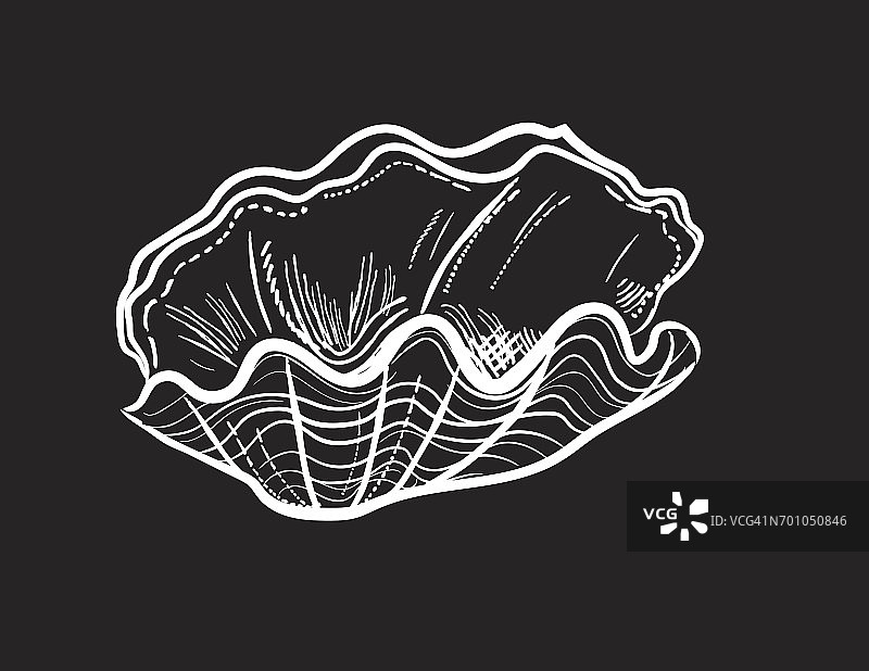 雕刻风格的海洋和航海元素 - 蛤壳图片素材