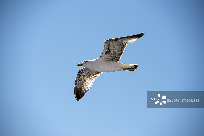 海鸥飞翔在希腊北部东马其顿卡瓦拉的爱琴海上图片素材