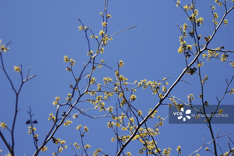 日本金缕梅图片素材