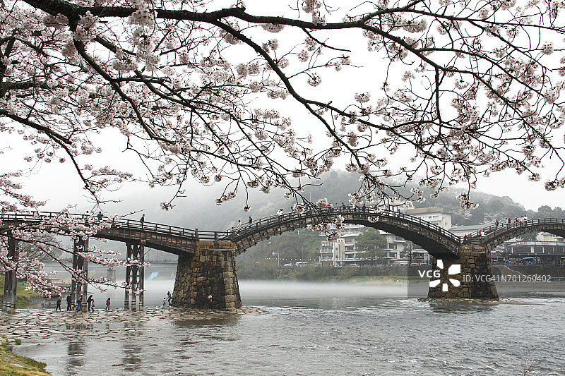 樱花与锦带桥图片素材