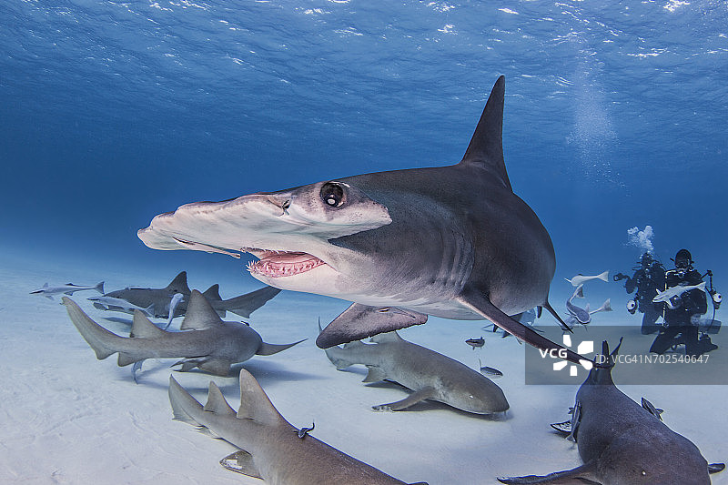 水下视角：双髻鲨与护士鲨图片素材