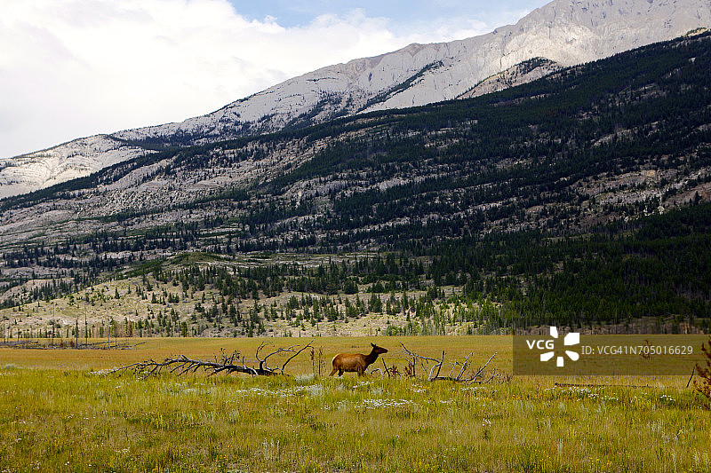 加拿大艾伯塔省风光图片素材
