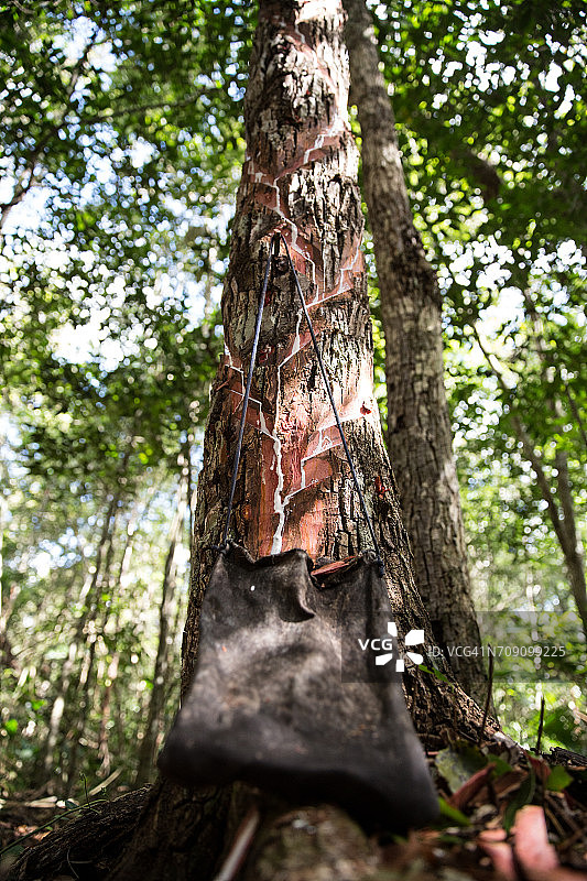 砍伐树木以获取制作口香糖的液体，墨西哥图卢姆附近的村庄图片素材