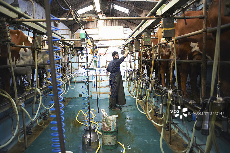 农民在奶牛场用挤奶机挤奶图片素材