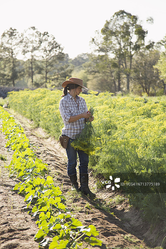 年轻女子从花卉农场田中选择开花的莳萝（茴香）图片素材
