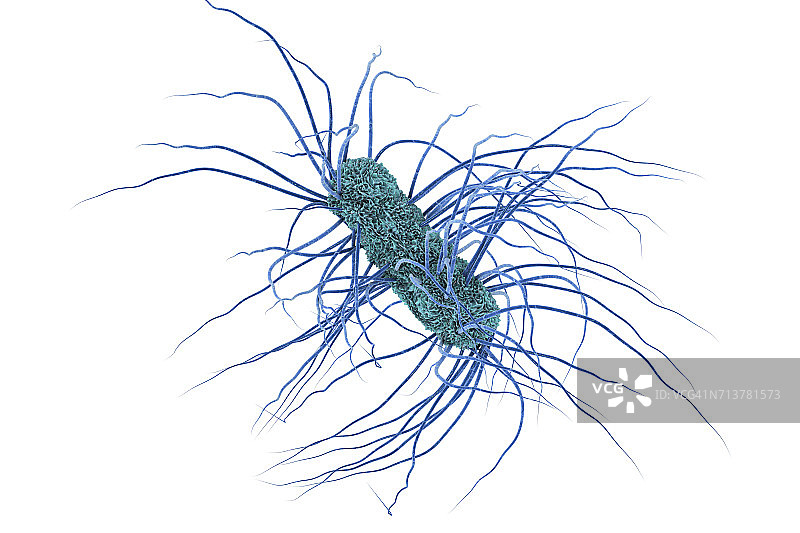 大肠杆菌插画图片素材