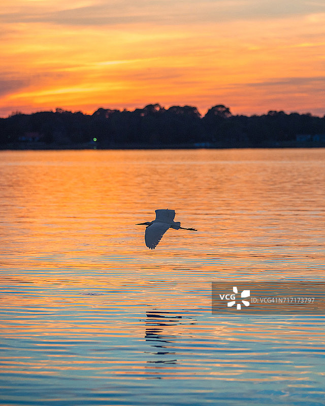 日落时分飞过湖面的白鹭图片素材