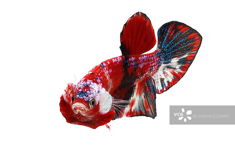 印度尼西亚斗鱼肖像图片素材