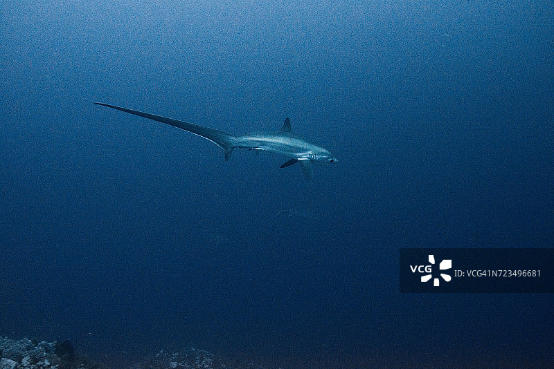 罕见的狐形长尾鲨水下景观，兄弟岛，埃及图片素材