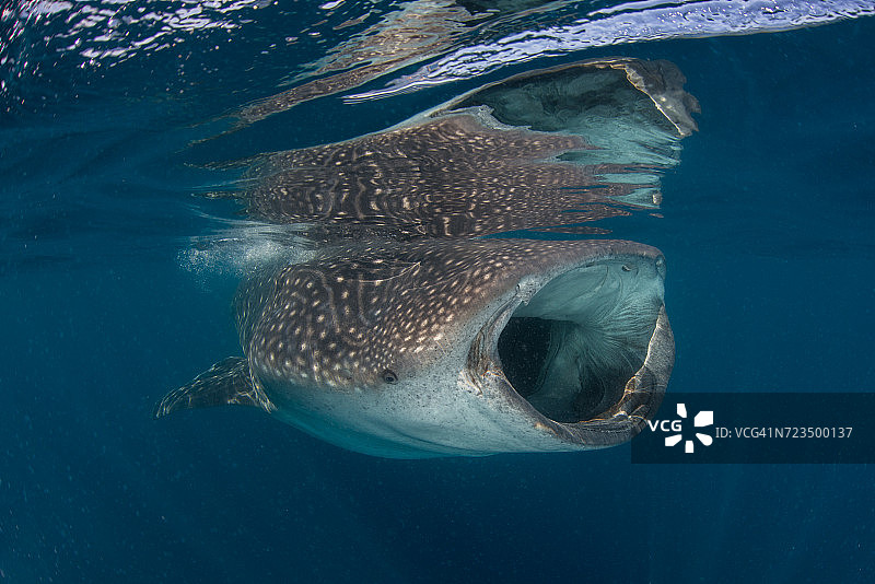 水下视角：在水面滤食的鲸鲨，墨西哥穆赫雷斯岛图片素材