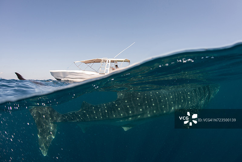 水下视角：在水面滤食的鲸鲨，墨西哥穆赫雷斯岛图片素材