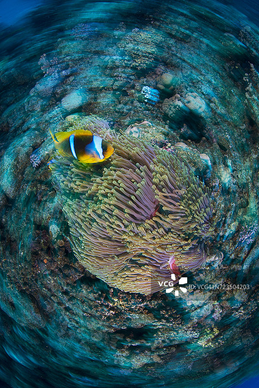 埃及马萨阿拉姆，双带海葵鱼和海葵图片素材