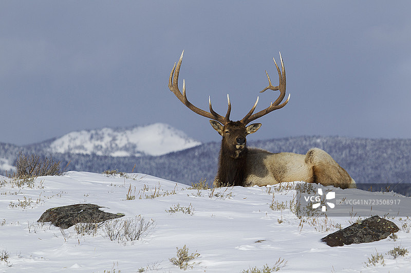 美国怀俄明州黄石国家公园雪地里的落基山麋鹿图片素材