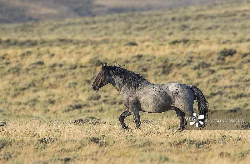 在怀俄明州红沙漠中奔跑的野马群图片素材