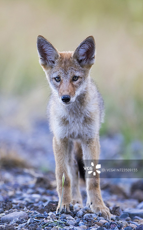 红石湖国家野生动物保护区内的郊狼幼崽图片素材