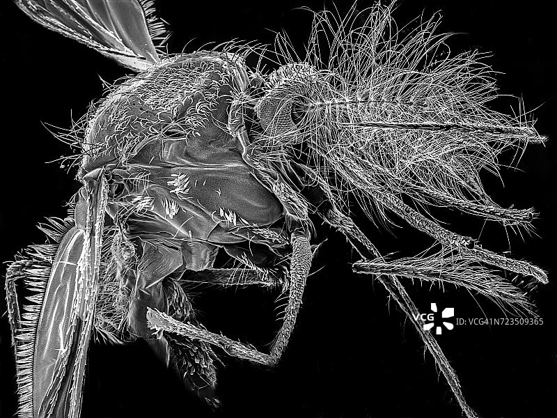 El Segundo Mosquito，扫描电镜图图片素材
