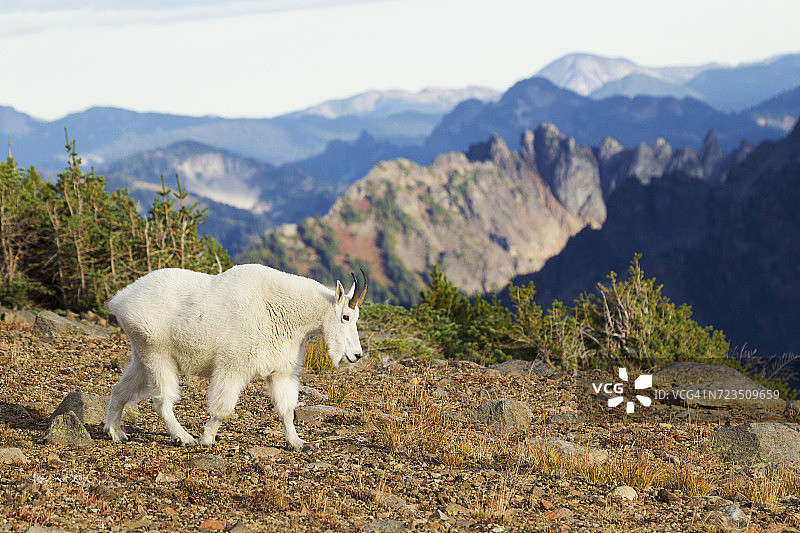 美国华盛顿州雷尼尔山国家公园的美洲落基山羊图片素材