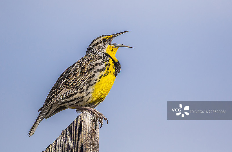 西部草地鹨在犹他州羚羊岛州立公园鸣叫求偶图片素材