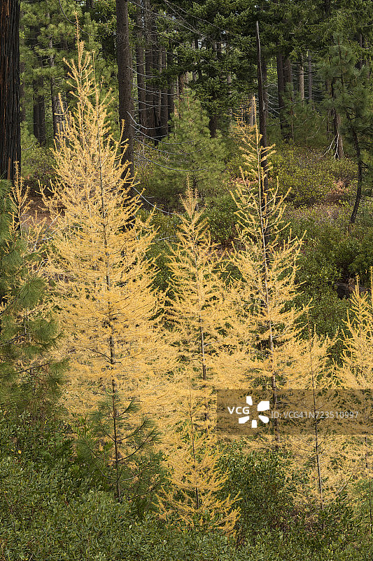 俄勒冈州喀斯喀特山脉的秋色西部落叶松 (Larix occidentalis)，美国图片素材